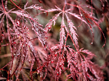 10 Red Dwarf Japanese LACELEAF MAPLE Tree Lace Blood Acer Palmatum Atropurpureum Dissectum Shrub Seeds